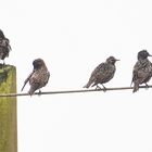 The meeting of the starlings