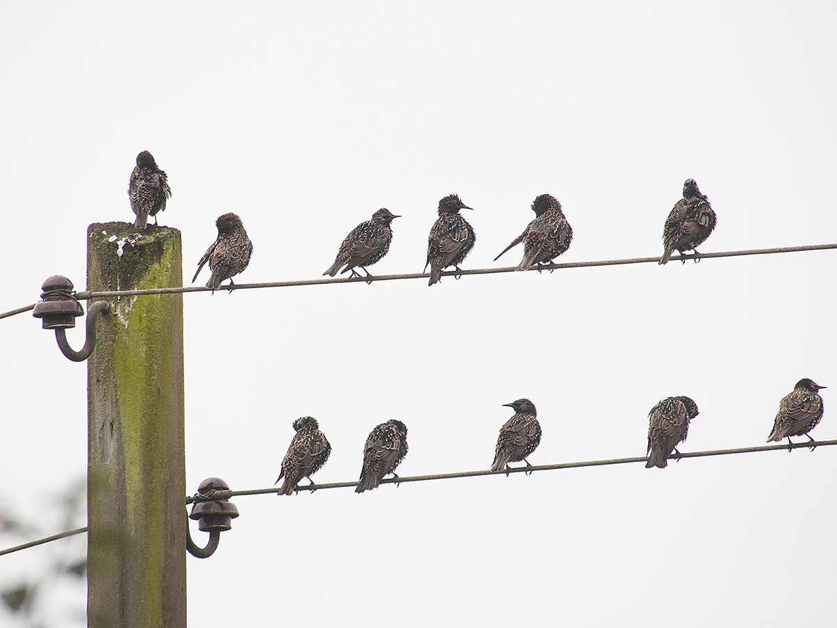 The meeting of the starlings