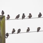 The meeting of the starlings