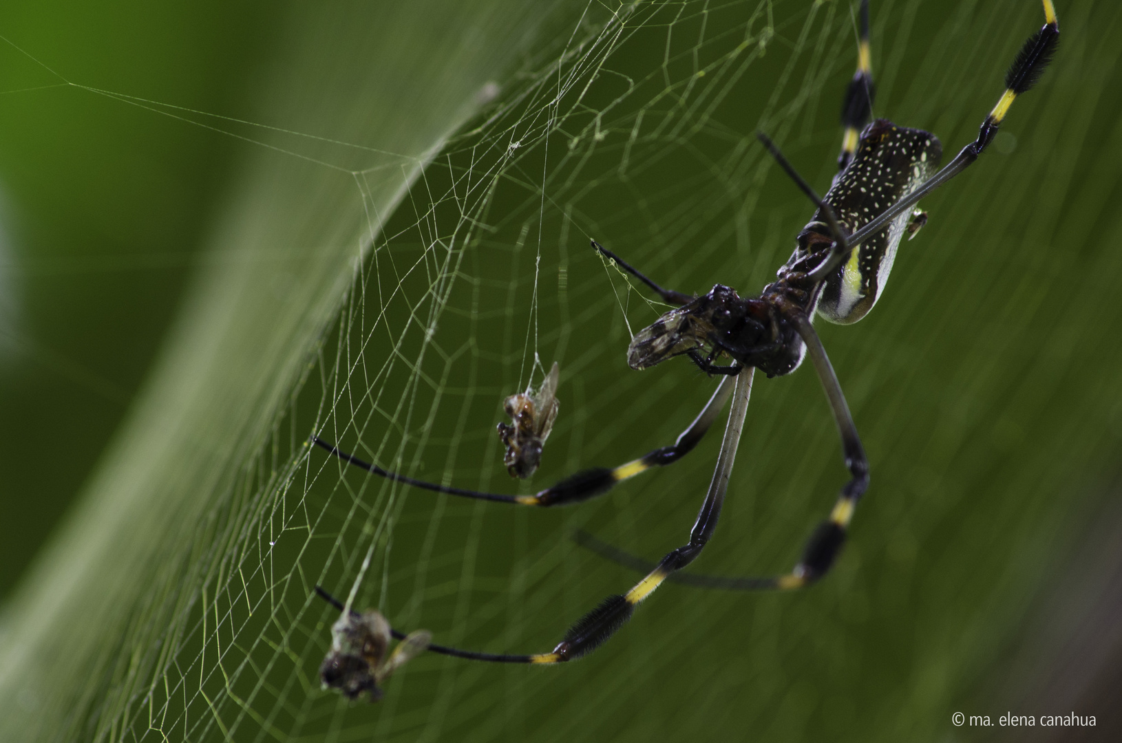 The menu of an spider