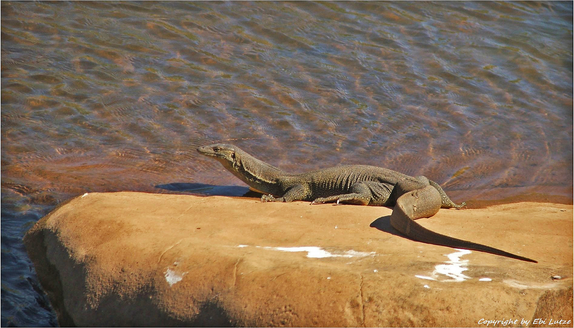 * The Mertens water Monitor / Varanus Mertensi *