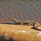 * The Mertens water Monitor / Varanus Mertensi *