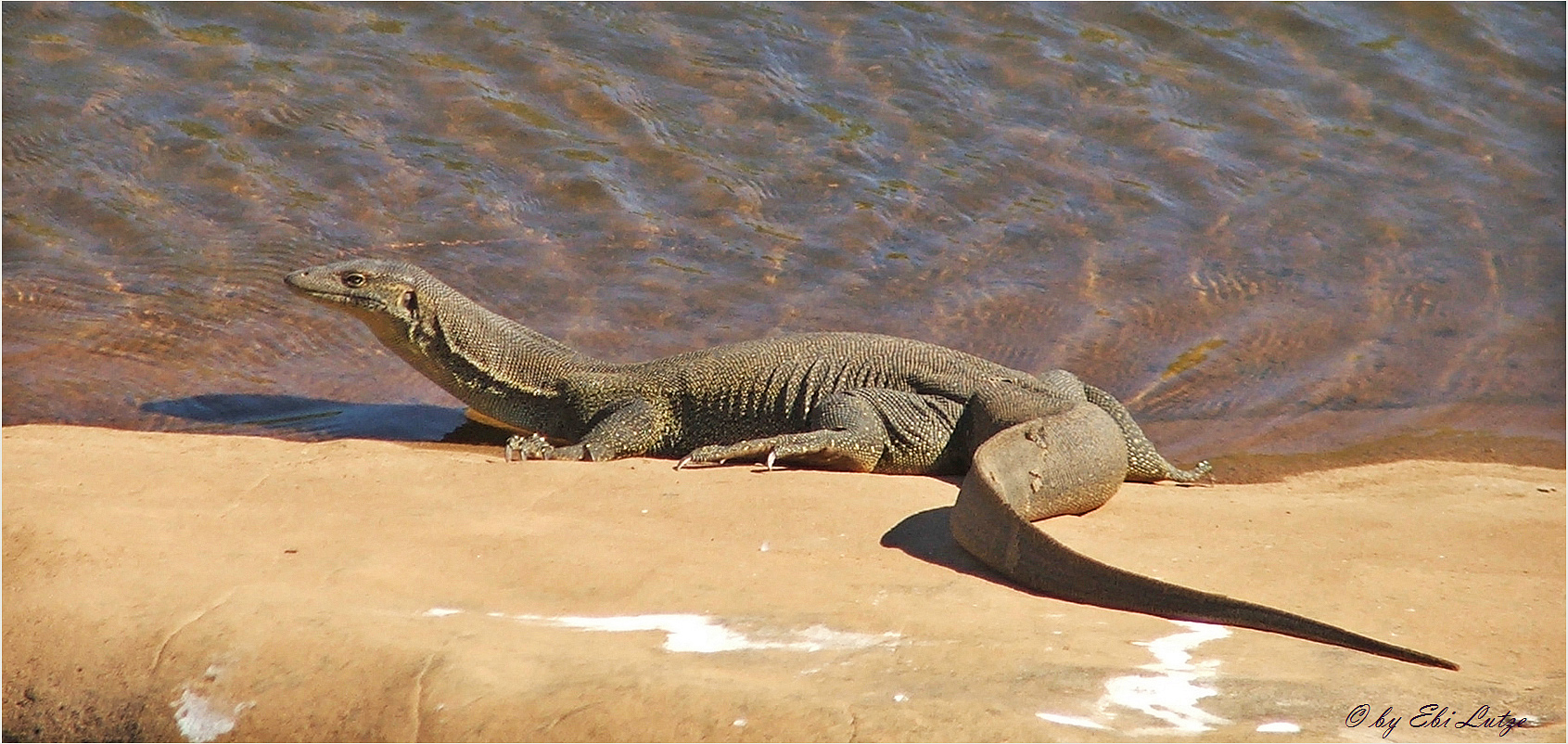 ** The Mertens Water Monitor / Veranus Mertensi **