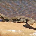 ** The Mertens Water Monitor / Veranus Mertensi **