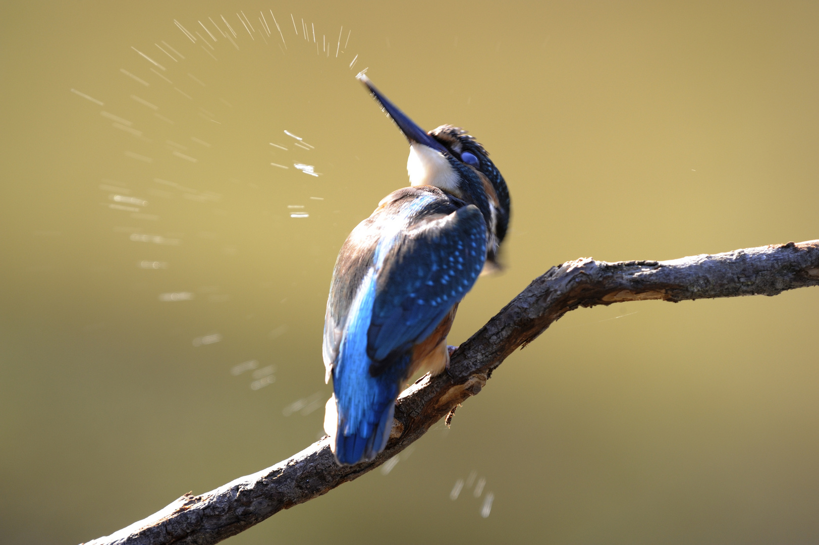 The middle heart of the kingfisher