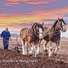 The mighty Clydesdale.