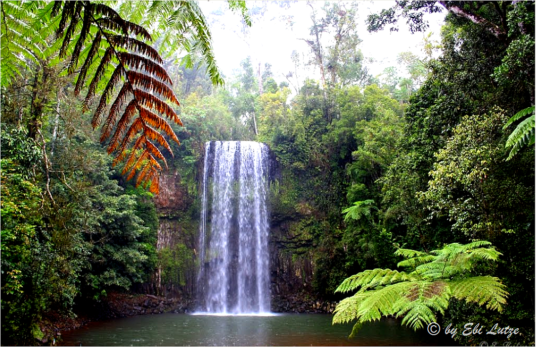 *** The Millaa Millaa Falls ***