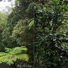 ** The Millaa Millaa Falls / Atherton Table Land ** 