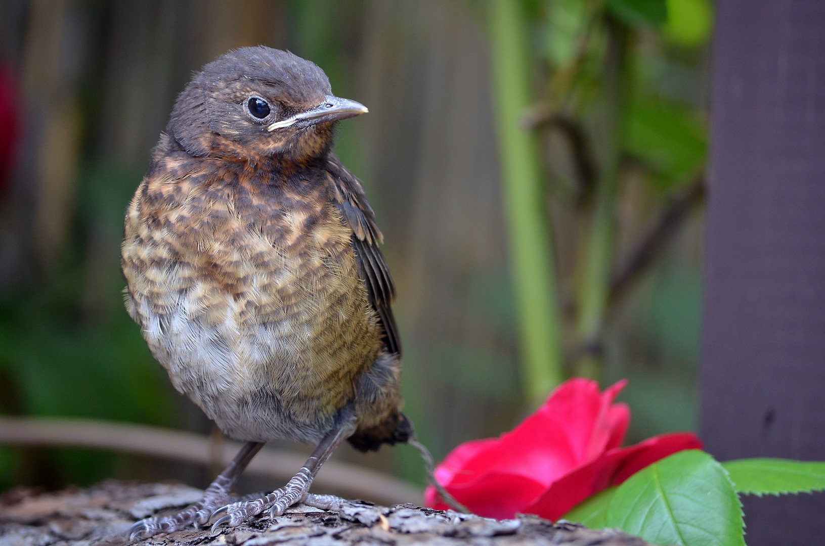 "The Mini Blackbird"