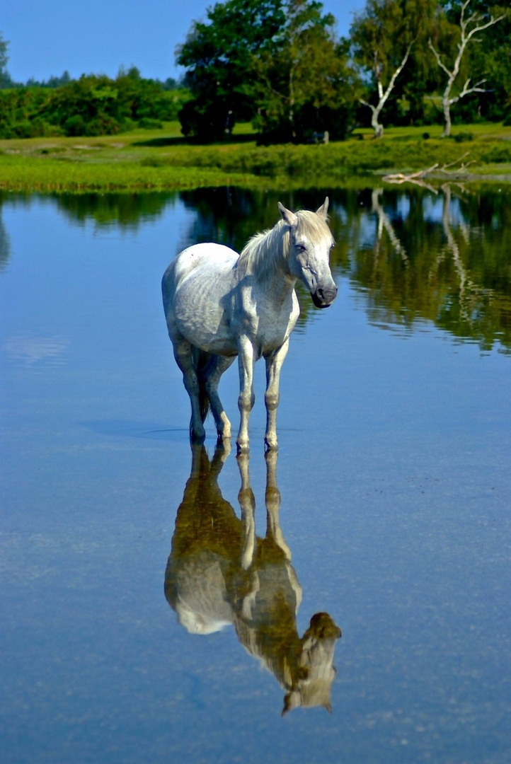 the mirror 