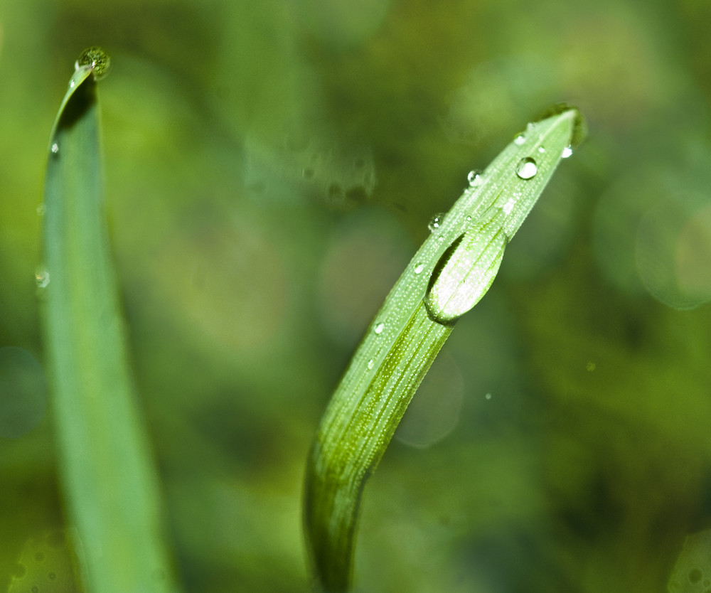 The moment one gives close attention to anything, even a blade of grass, it becomes a mysterious, aw