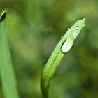 The moment one gives close attention to anything, even a blade of grass, it becomes a mysterious, aw