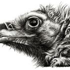 The Monk Vulture Head
