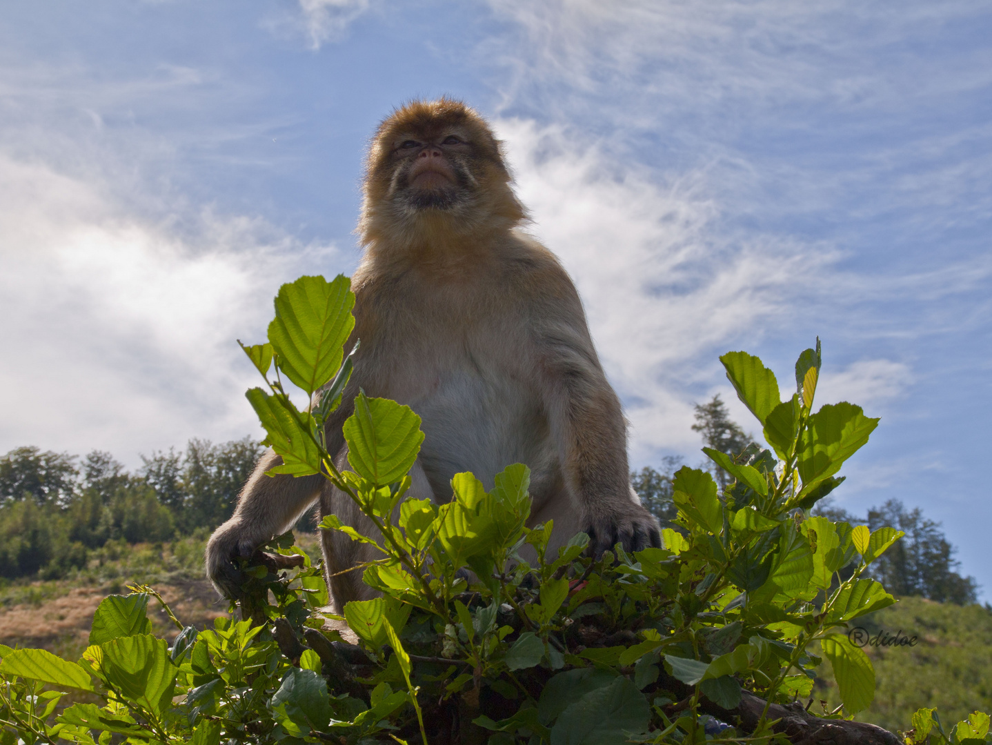 THE MONKEY KING