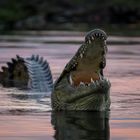 the monster of loch ness