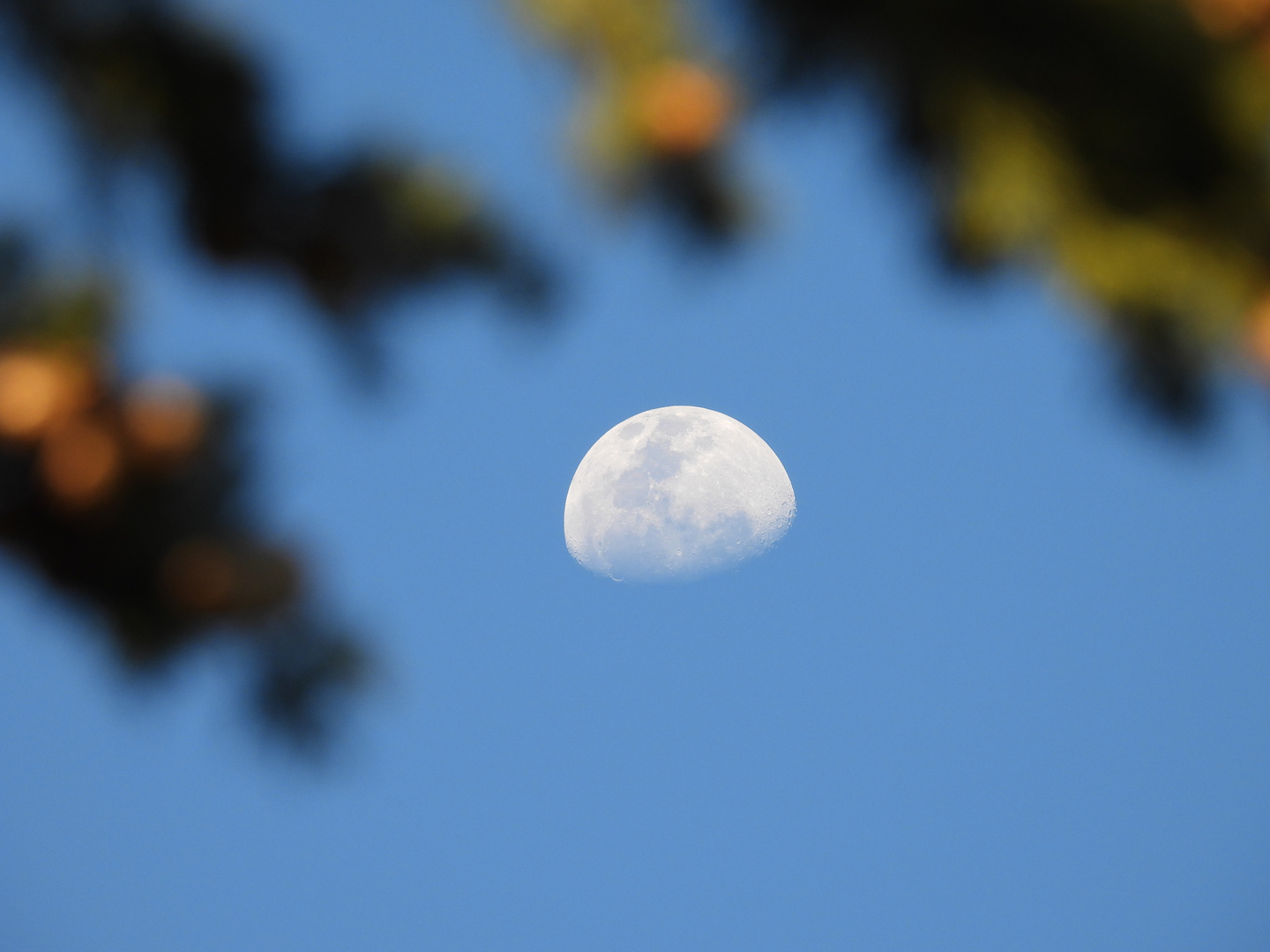 ... the moon under pine! 