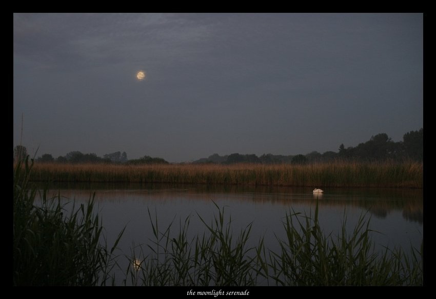 the moonlight serenade