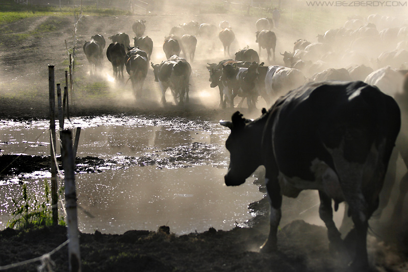 The Mooooo Sunset