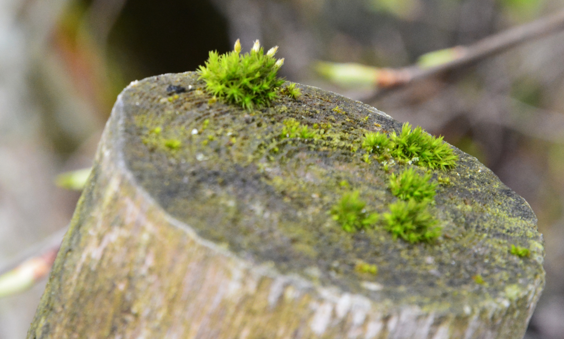 The moos on stump