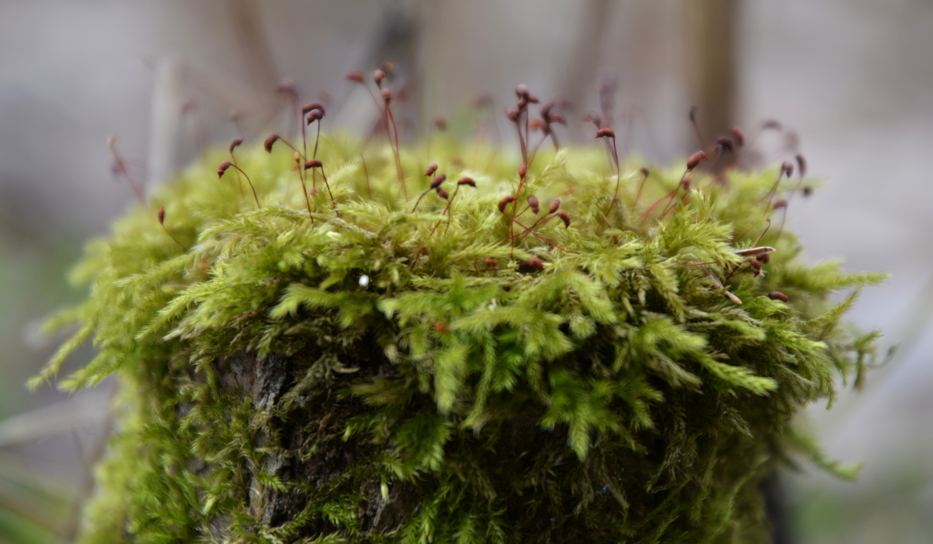 The moos on the stump