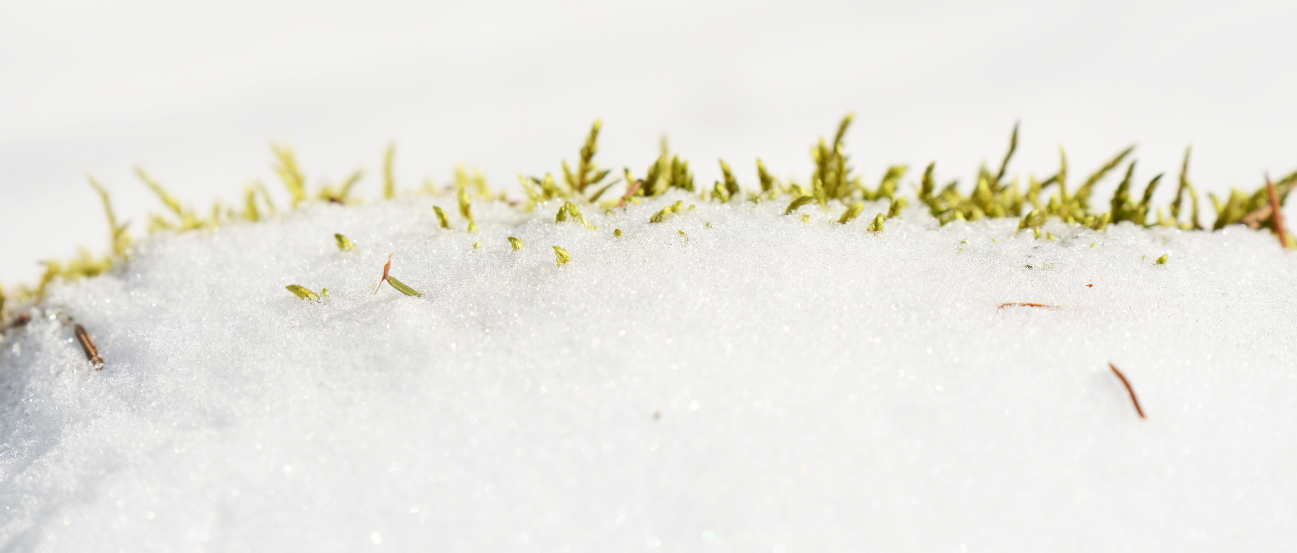 The moos rise up under the snow