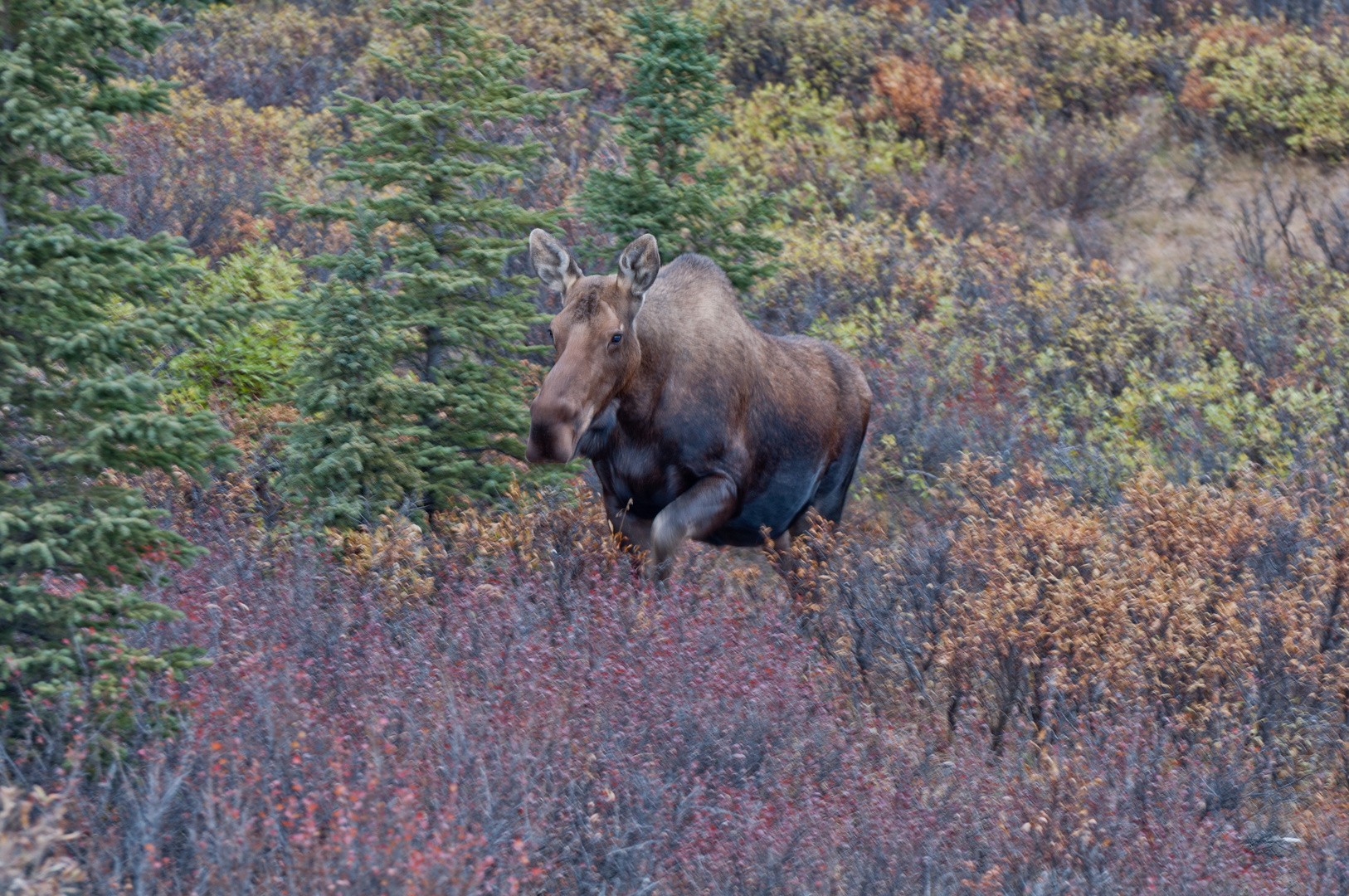 The moose looks curious