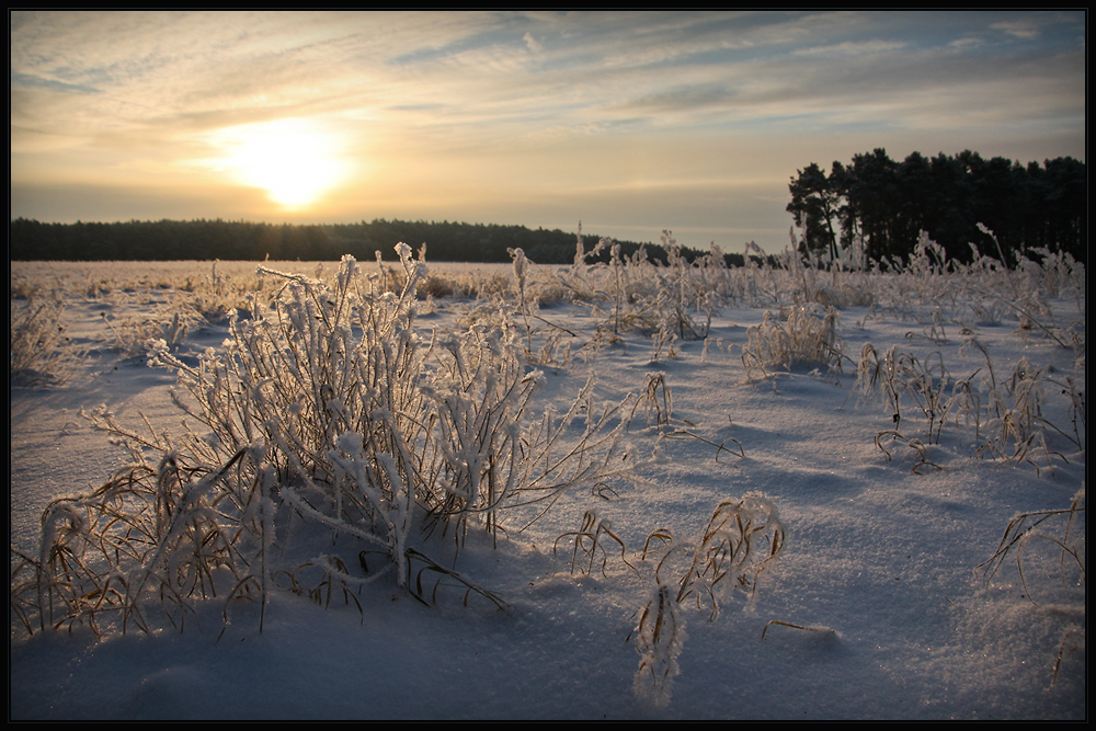 The Morning Light