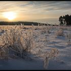 The Morning Light