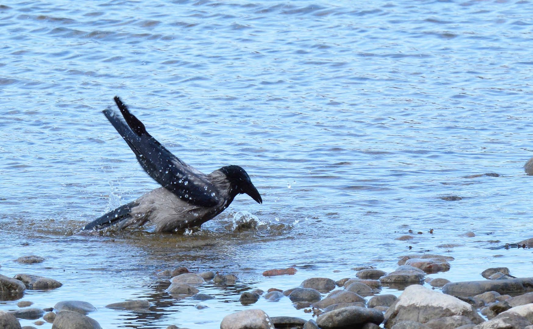 The morning washing of crow