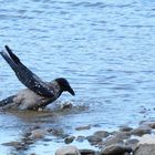 The morning washing of crow