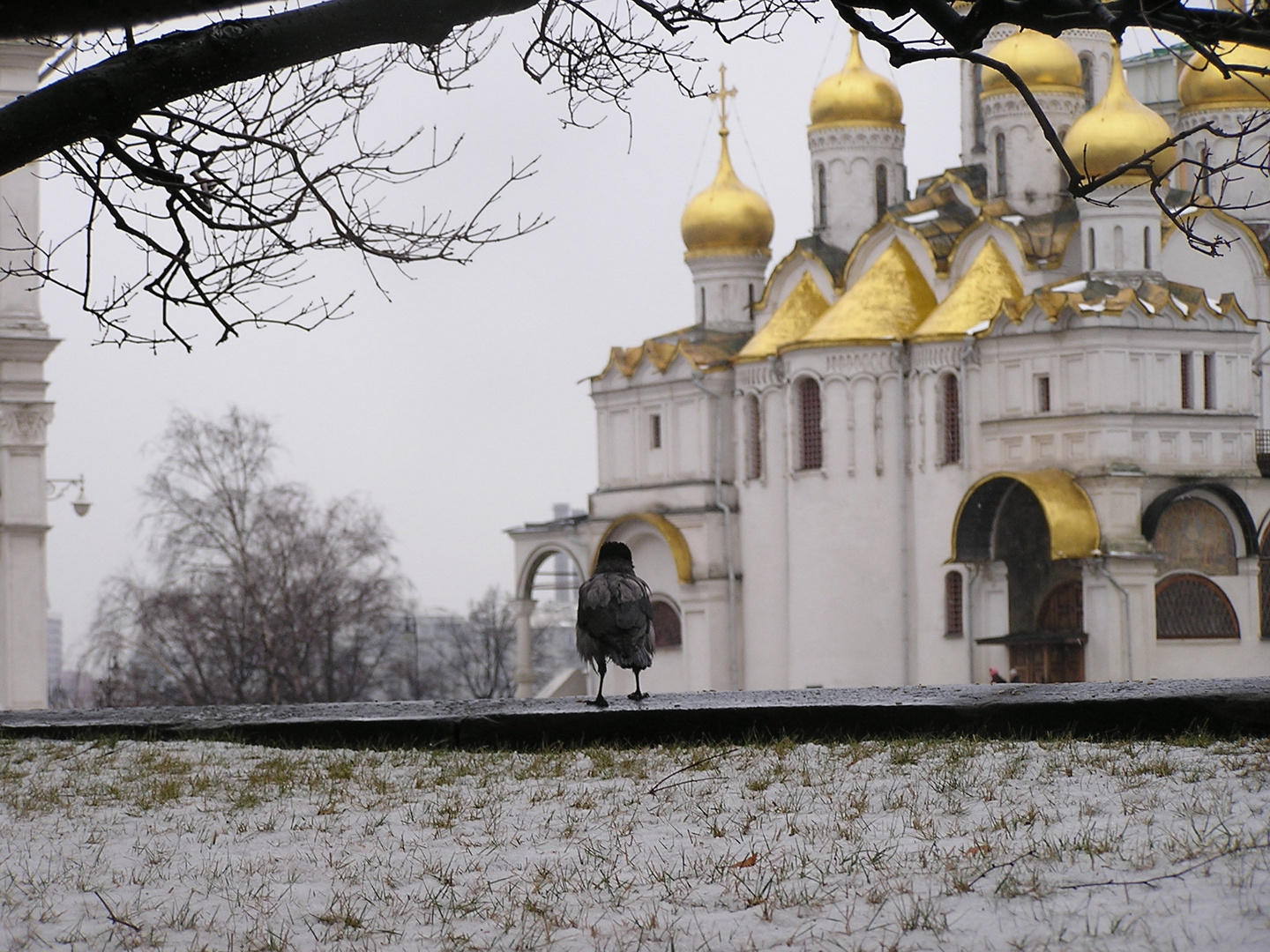 The Moscow Crows