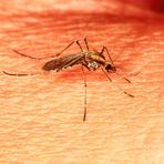 The mosquito sips..my blood..!!