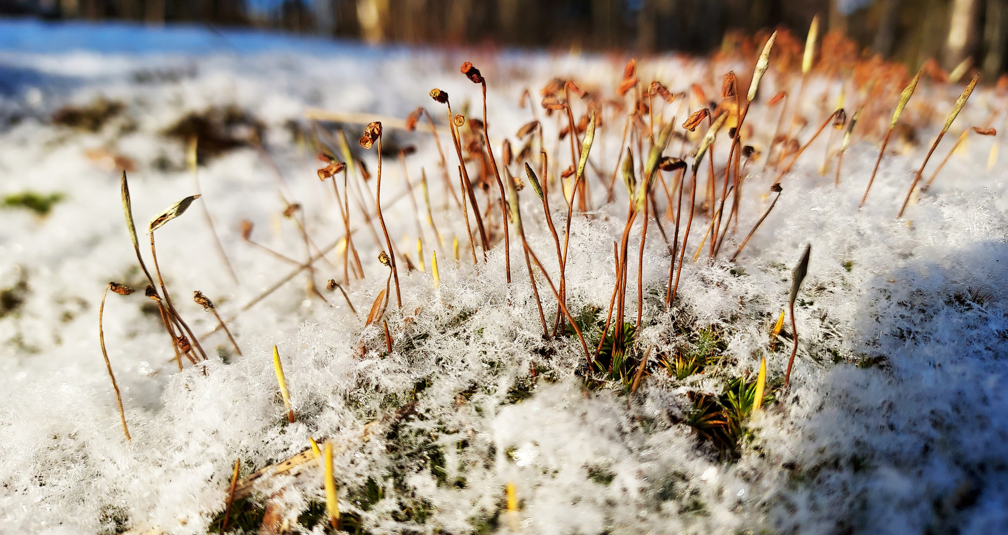 The moss on hard crust of snow