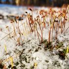 The moss on hard crust of snow