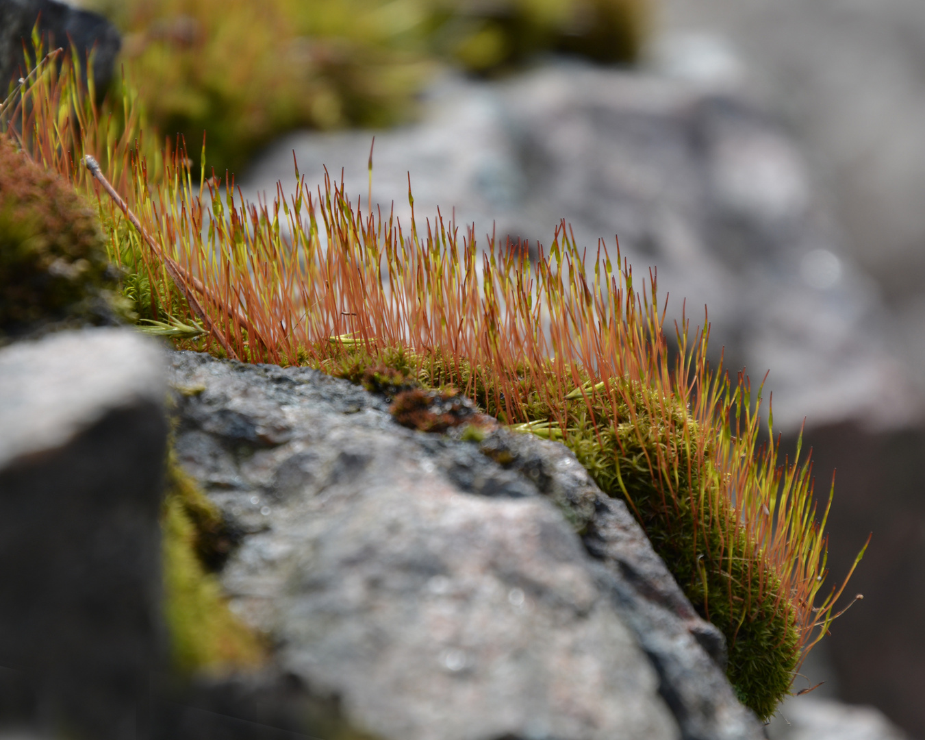 The moss on rock