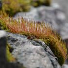 The moss on rock