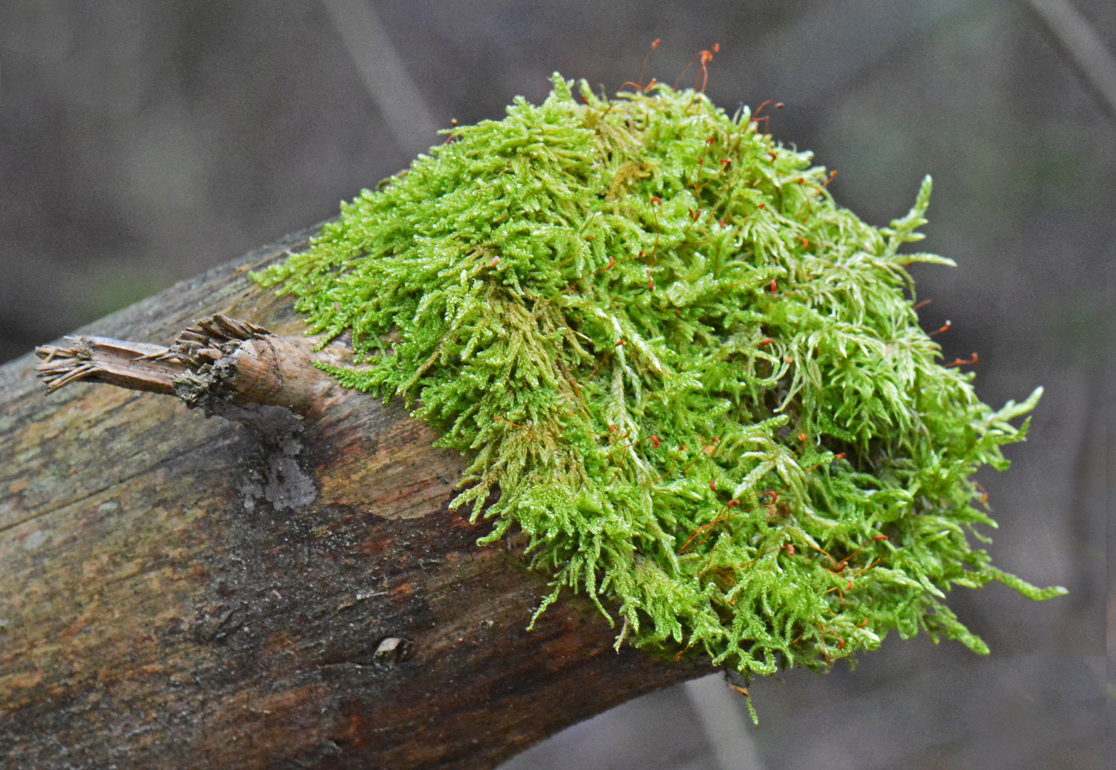The moss on stub