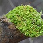 The moss on stub
