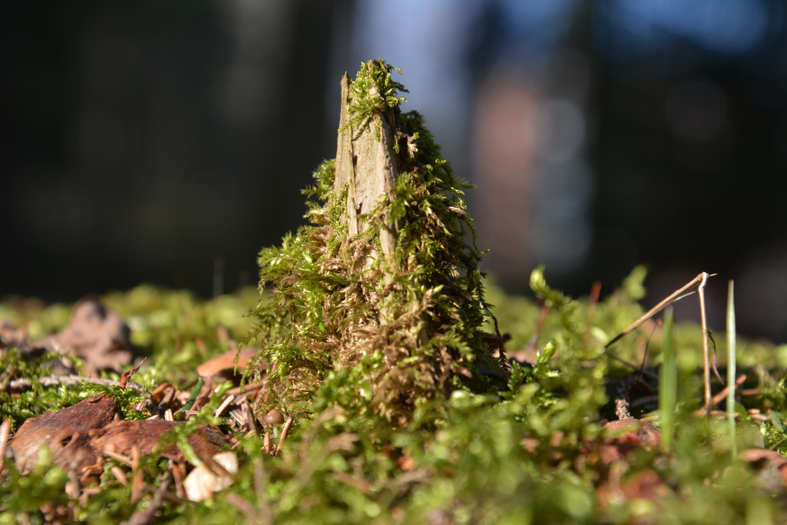 The moss on the stub