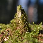 The moss on the stub