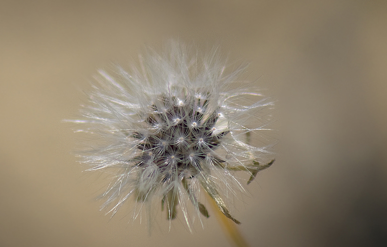 the most beautiful flowers 