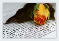 The most beautiful things: books and roses