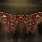 the mothman