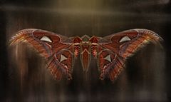 the mothman