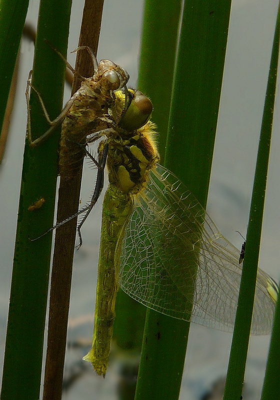 (the moulting of a) Vagrant Darter