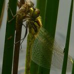 (the moulting of a) Vagrant Darter