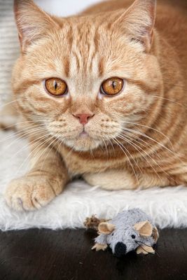 *The mouse featuring Fett-Fett* ;-)