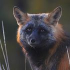 the multi-coloured fox 