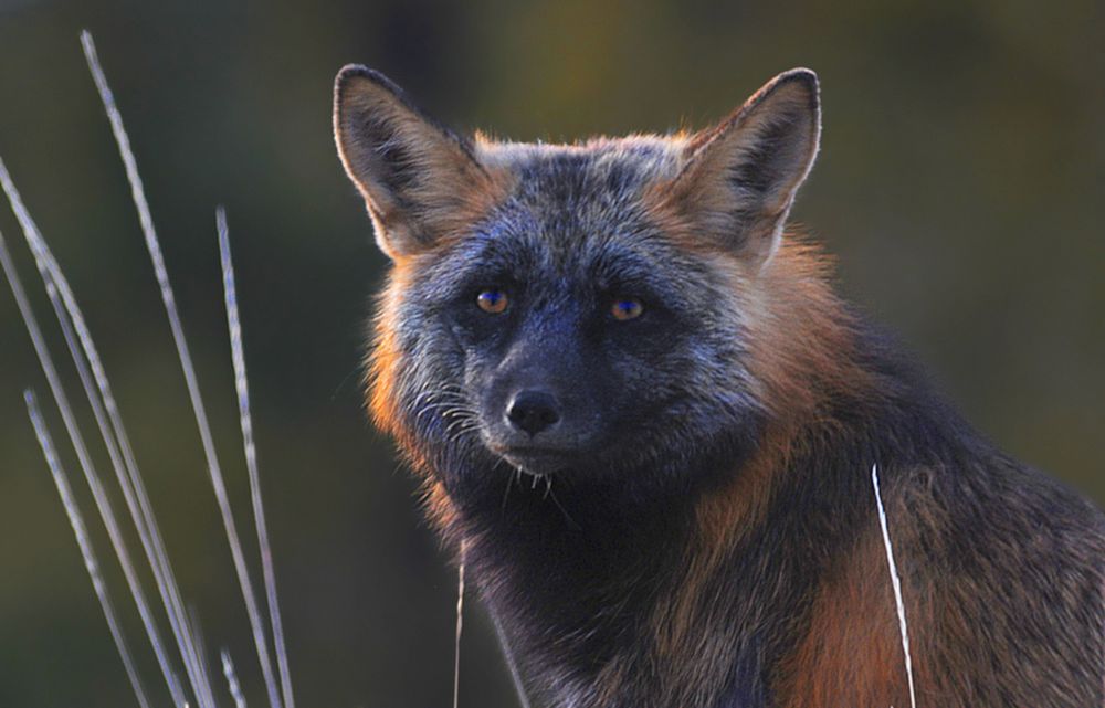 the multi-coloured fox 