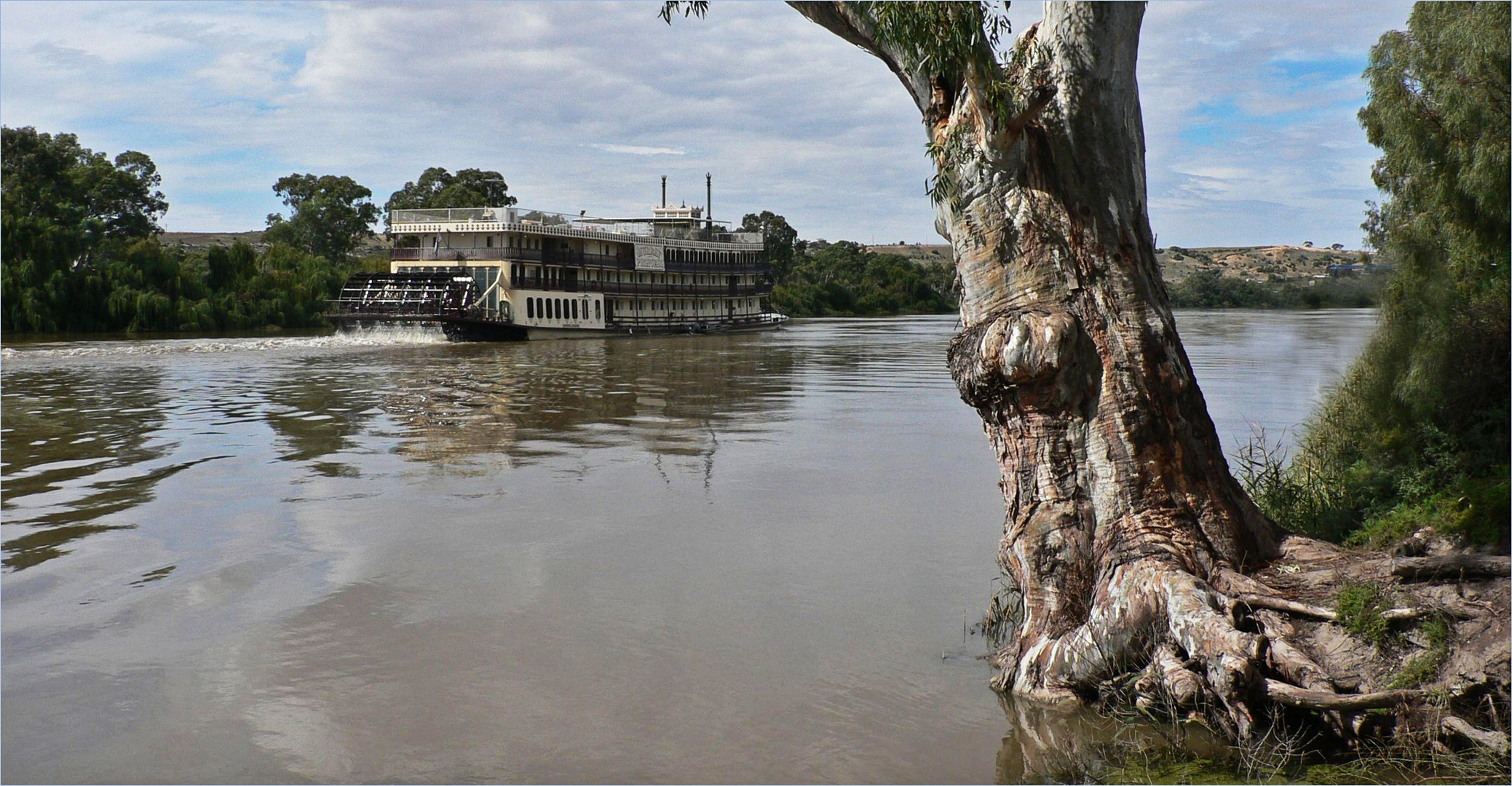 * the Murray Princess and the old River Gum *